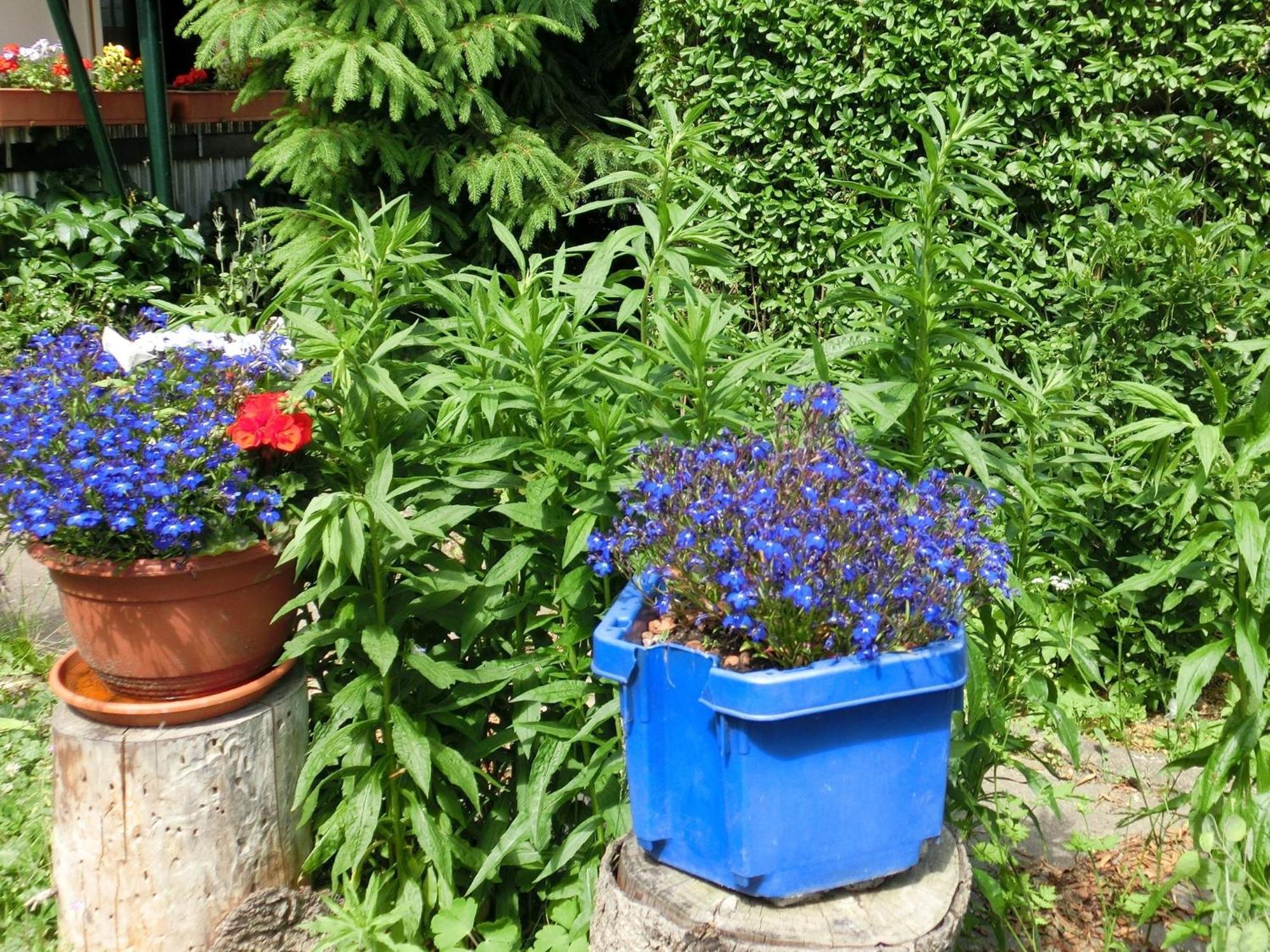 Holiday Home In Cattenstedt Harz With Garden Kültér fotó